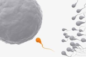 为了见到卵子，你知道精子要闯多少关吗？