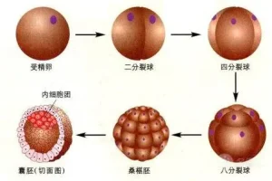 低级别囊胚移植为何会影响妊娠率?该如何改善试管成功率？