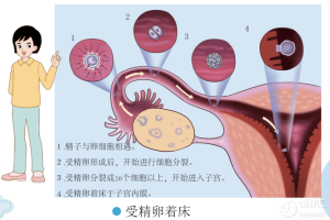 【试管知识】精卵结合形成受精卵需要多久？