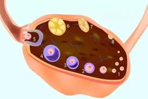 试管婴儿必看：3个技巧判断卵泡质量，让你成功怀孕！