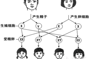 有这种情况的夫妻更容易生男孩，看完你就知道了