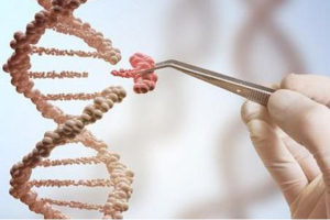 威海妇幼移植鲜囊胚成功率高吗？