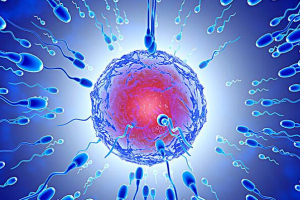 双绒双羊减胎后另一个存活率高吗？