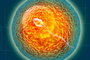 14天一条杠怀孕几率月经还没到