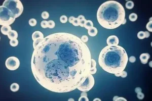 xy染色体是男是女谁决定