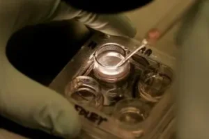 补卵子最有效15种食物