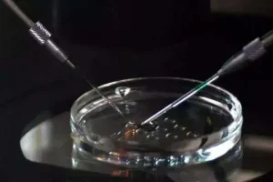 福建宁德哪个医院可以做试管婴儿？