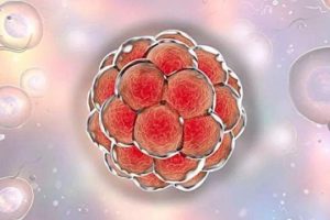 试管婴儿医生为什么不建议移植鲜胚？