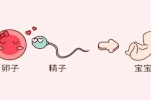做试管婴儿需要多长时间？