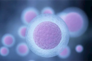 没有卵泡或者卵泡发育不良能做试管婴儿吗？