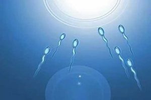 试管婴儿穿刺取精能知道精子质量不？
