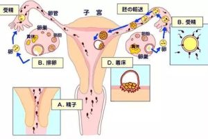 提高试管婴儿胚胎着床的秘诀，看完就知道了！