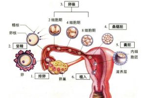 做泰国试管婴儿移植后几天着床