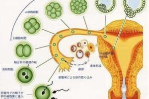 泰国试管婴儿胚胎着床需要多长时间