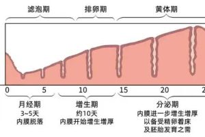 染色体畸变和结构畸变是怎么回事