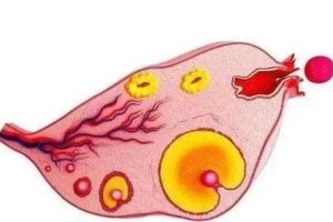 39岁和40岁做试管，差别到底有多大？