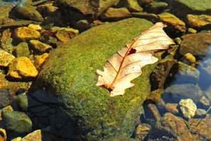 怀孕八个月的准妈妈吃什么好？孕妇营养餐食谱大全