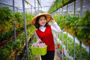 雪莲果的营养价值及功效 雪莲果的禁忌人群有哪些