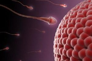 输卵管切除了做珠海试管婴儿不会再发生宫外孕了吗