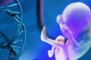 在汕头试管胚胎移植怀孕后有胎心之后又胎停了是为什么