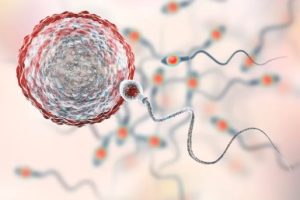 女性的卵子为什么会老化？这种情况该如何改善