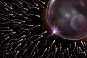 佛山试管婴儿周期卵子质量差还能成功好孕吗