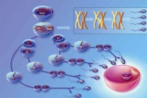 珠海试管婴儿中如何判断胚胎质量的好坏