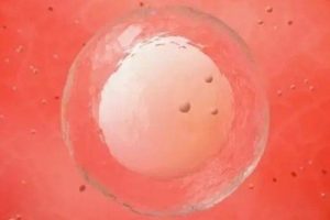 2025郑州试管婴儿的价钱多少？