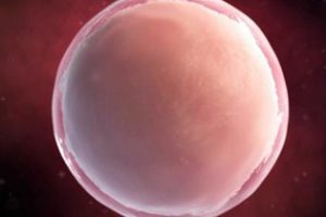 佛山试管婴儿促排时为什么要打赛增？赛增有什么作用