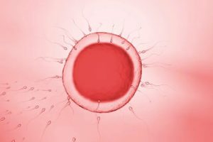 什么是女性输卵管粘连？由于什么原因引起的输卵管粘连？输卵管粘连患者可以做试管婴儿吗？