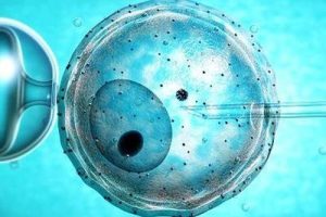 卵子的存活率较低?别着急——你需要掌握的几个关键知识点