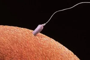 高龄试管的核心难题：生殖系统自然老化