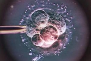 “7细胞三级胚胎”能用吗?评估帮你决策