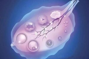 冷冻胚胎移植:周期流程与费用详解