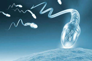 排卵中不是“催熟”卵泡，而是让它们稳步优化生长