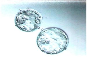 警惕“包成功”陷阱！科学选择北京试管婴儿医院指南