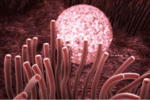 美国第三代试管婴儿费用解析：从技术到成本