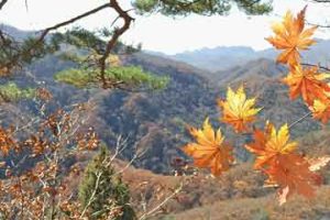 备孕吃辅酶q10能改善子宫内膜吗？一篇科学澄清