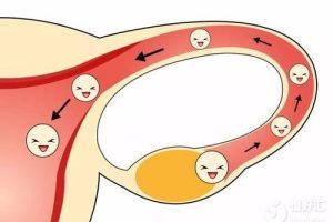 移植前吃来曲唑片，到底有啥用？