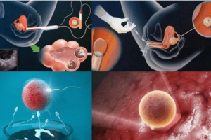 辅酶q10真能改善子宫内膜健康？备孕人群必看科学分析