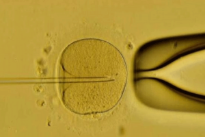 别盲目加数量！移植两个囊胚真的更容易成功吗？