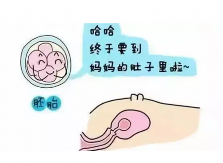 泰国试管婴儿成功率