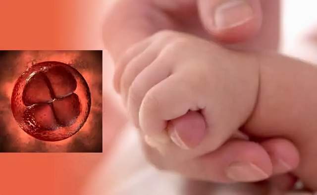 试管婴儿时间,胚胎发育