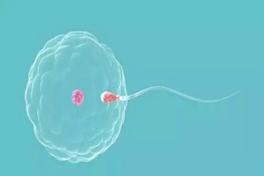 试管婴儿,提高卵子质量,爱生育