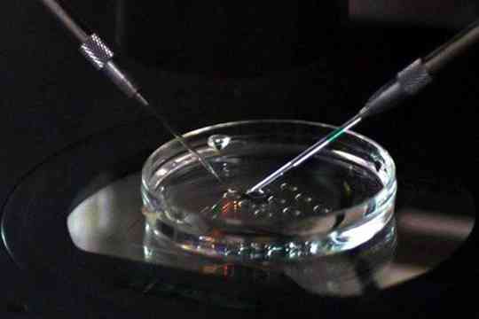 试管婴儿怎么增加数量?