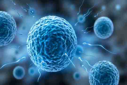 试管婴儿取的卵退化怎么办?