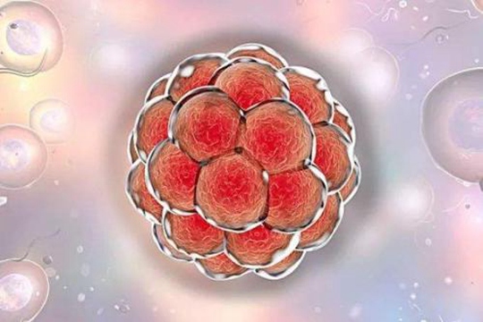 试管婴儿医生为什么不建议移植鲜胚