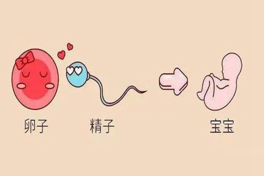 试管婴儿排精几天取精