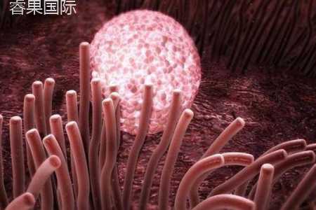 试管婴儿哪些因素影响受精卵着床？